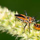 Imagen para el artículo titulado “Advertencia a la humanidad”: el estudio que alerta sobre la catastrófica extinción de insectos